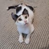 tapfere Katzenmama sucht ihr Glück