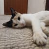 tapfere Katzenmama sucht ihr Glück