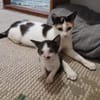 tapfere Katzenmama sucht ihr Glück