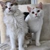CHARLY&KARLY-witzig, aktiv und verspielt