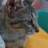 Kater Akari sucht sein Zuhause
