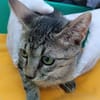 Kater Akari sucht sein Zuhause