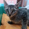 Kater Akari sucht sein Zuhause