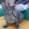 Kater Akari sucht sein Zuhause