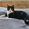 CLYDE - geb. ca. 15.07.2025