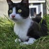 CLYDE - geb. ca. 15.07.2025