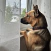 Lidl - ein wahrer Freund u. Familienhund