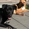 Lidl - ein wahrer Freund u. Familienhund