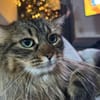 Freigänger Kater Tiger sucht Zukunft