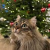 Freigänger Kater Tiger sucht Zukunft