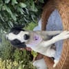 Snoopy