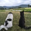 Tobi - ein aktiver und treuer Gefährte