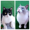 Leo & Vito suchen ihre Menschen