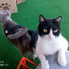 Leo & Vito suchen ihre Menschen