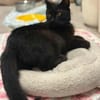 Lackfellchen Nia sucht ihre Familie