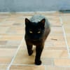 Lackfellchen Nia sucht ihre Familie