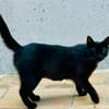 Lackfellchen Nia sucht ihre Familie