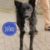 Traumhund Joko wartet in 58135 Hagen