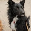 Traumhund Joko wartet in 58135 Hagen