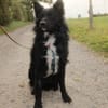 Traumhund Joko wartet in 58135 Hagen
