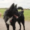 Traumhund Joko wartet in 58135 Hagen