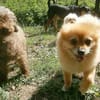 Sunny,Teddybär,sanft