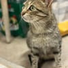 Tigermädchen Flia sucht ihre Familie