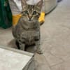 Tigermädchen Flia sucht ihre Familie