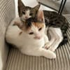 Unser süßes Pärchen Chupa und Nia