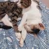 Unser süßes Pärchen Chupa und Nia