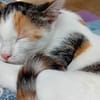 Unser süßes Pärchen Chupa und Nia