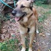 Herzenshund ASTON