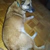 Herzenshund ASTON