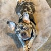 Louie sucht sein Für-Immer-Zuhause