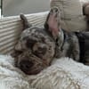 Louie sucht sein Für-Immer-Zuhause