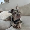 Louie sucht sein Für-Immer-Zuhause