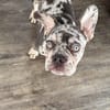 Louie sucht sein Für-Immer-Zuhause