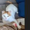 Coopi - lebensfrohe Halb-Ohr-Katze
