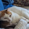 Coopi - lebensfrohe Halb-Ohr-Katze