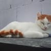 Coopi - lebensfrohe Halb-Ohr-Katze
