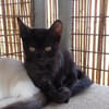 Branoic Panther im Miniatur Format