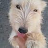 Super süße Cairnterrierhündin