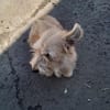Super süße Cairnterrierhündin