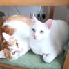 Wilma und Nelyo suchen zusammen