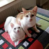 Wilma und Nelyo suchen zusammen
