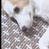 Pino