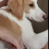 Pino