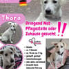 💛Thora💛sucht erfahrenes Zuhause