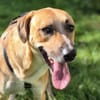 Felipe im Tierheim Koppelweide