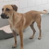 Felipe im Tierheim Koppelweide